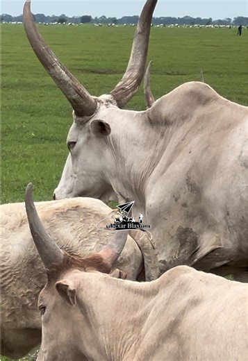 South Sudan Cattle: Free Grazing Impacts Milk Production