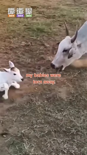 Animal Climate and Health Save Foundation | Why can’t we see their pain? 😔😔😔 | Instagram