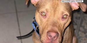 ‘Months of neglect’: Animal rescue wants dog back after 6 dogs die under rescue owner’s care