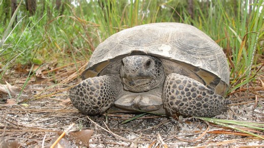 The gopher tortoise, a protector of Florida's animals
