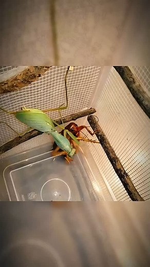 Insect Wars on Instagram: "Mantis vs Sia Ferox 💥 #InsectWars #Insects #Wildlife #Mantis #SiaFerox"