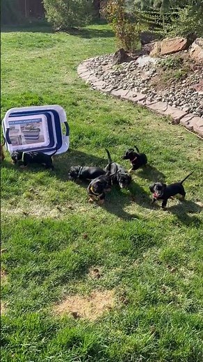 Watch These Dachshund Puppies Take Over the Backyard #doxiesquad #puppy #barkbox #dachshund #cutedog