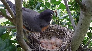 clip-16136152-american-robin-feeding-chicks-nest