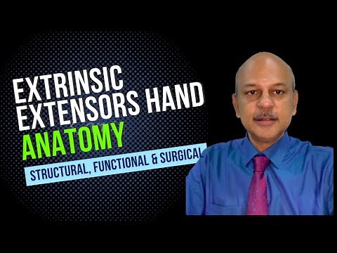 Extrinsic Extensor Anatomy: Structural, Functional and Surgical
