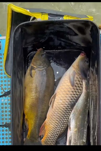 Carp and Catfish Trip: Waiting Days for a Monster Catch