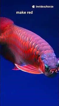 Meet the Dragonfish! 10 Glow-Tastic Facts in 60s