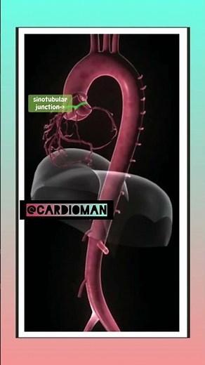 AORTA🫀#anatomy