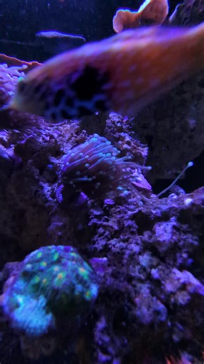 These euphyllia are trying their best but I'm on to them. Lucky for me I can turn them round in their holes and it'll take a few days for them to stretch the other way 👍 #marinetank #spscoral #lpscoral #aquarium #coral