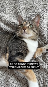 3.4M views · 10K reactions | Where do you stand with your cat? Mittens loves to follow the hoomans around, while Cashmere is more independent but enjoys still sleeping by your side. #cashmeremittens @cashmere.mittens.cat | Cashmere & Mittens | Facebook