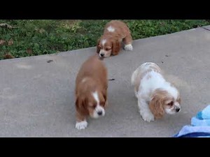 Cocker Spaniel Puppies For Sale