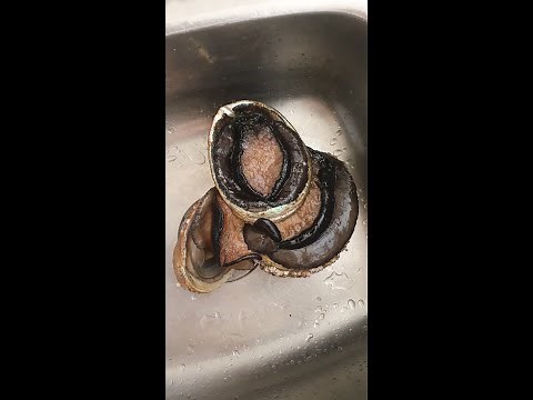 EASY WAY TO CLEAN ABALONE (PAUA POWERRR!)