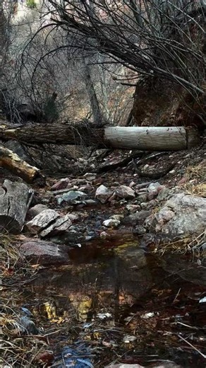 Mirkwood Forest🪾Gothic Hidden Stream 🍂 #darkambient #stream #darkforest #river #darknature