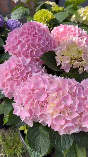 Beautiful hydrangeas 🌿🪻🌿 #hydrangea #hydrangeas #flowers #flowerstagram #flowerphotography #flowerpower #flowerreels #bloom #calmness #flowerlovers | Flowers You