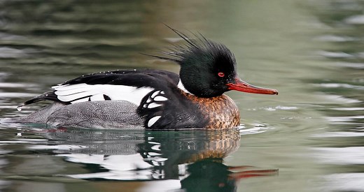 Red-breasted Merganser Identification, All About Birds, Cornell Lab of Ornithology