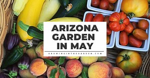 Arizona Garden in May