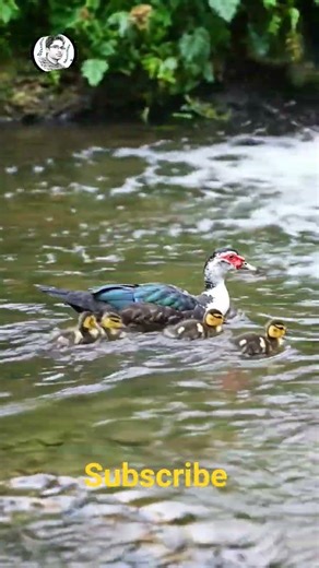 Mother duck swimming four baby duck but lost all,sad #babyduck #cuteduck #whattheduck #pekinduck
