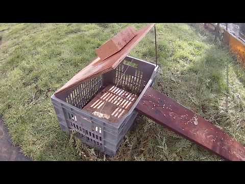 Comment fabriquer un piège à ragondin ou canard?🦆.