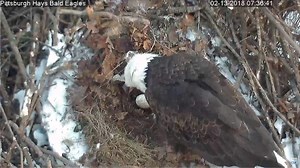 Watch live: Bald eagle in Pittsburgh's Hays neighborhood lays 1st egg
