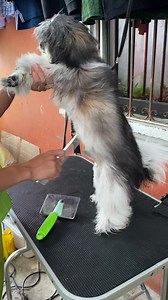 2.1K views · 20 reactions | First grooming ni Bucky.. #shitzupuppy #firstgroomingnibucky #fbvideo2023 Nail & Clip Home Service Pet Grooming | Ronna Fornea Cabañez | Facebook