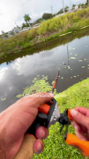 Urban Florida Fishing on TikTok