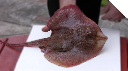 How to fillet a skate or ray (skate wings)