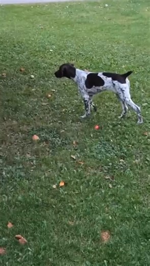 Another of Cinderella and Jagers pups (Rayne). 5 months old | German Shorthair Pointer Puppies for Sale