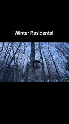 Each spring approximately 1-3 billion birds migrate to the Boreal Forest of Canada! By fall 3-6 billion are migrating back down south somewhere warm to overwinter. Some bird species have adapted to staying in or migrating to the Boreal Forest for the winter months, we call them winter residents! Winter is a great time to get into birding! You can set up bird feeders to attract them to your yard. Because there are only a few species that stay all winter, it’s a good time to start learning birds! 