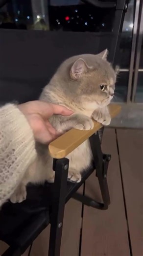 Funny Cat Reaction Video #cat #funnycat