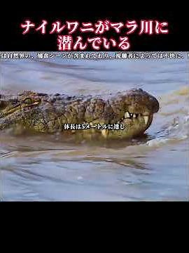 ナイルワニがマラ川に潜んでいる＃渡りをする動物たち ＃マラ川 ＃アニマルワールド ＃動物を愛護しよう