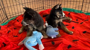 94 reactions · 6 comments | Tiny Bonnie and her brother, Clyde, were...