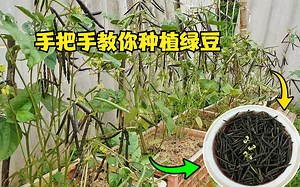 如何用绿豆种出绿豆？2分钟教会你，邻居看了都想学