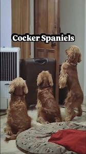 Beautiful Commentry About Cocker Spaniels 🐶 #dogshorts