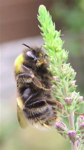 Honey Bee or Bumblebee? You're Probably Wrong