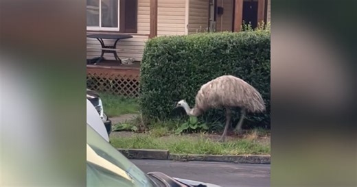 Wandering emu caught on camera in McKeesport