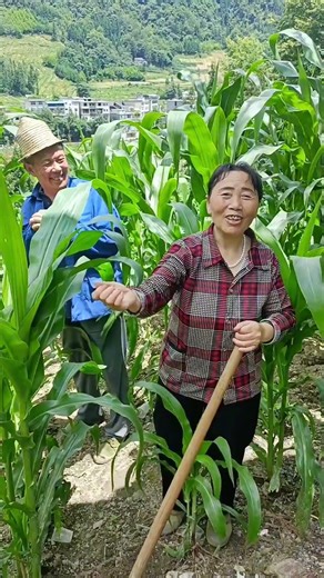 Big account suspended, small account broadcasting @Han Ge Han Mei #Rural Comedy Skits