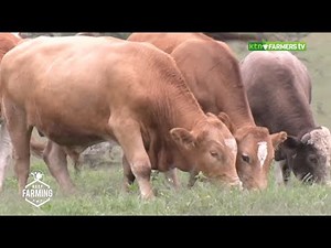 How to manage your beef farming enterprise - Part 1