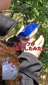 【体験】日南市・浜門Fruits Gardenで日向夏みかんの受粉に挑戦！#shorts #日南市#受粉体験