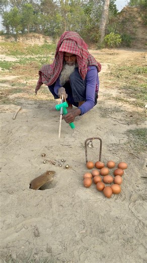 Ultimate Wild Rat Catching Method! #animals #rathunter #agriculture #farming