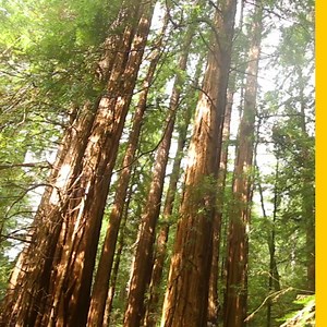 Enter a dense, misty forest that contains thousands of redwoods, the tallest living things on Earth. Get your trail map here: http://on.natgeo.com/2lfo1G1 | National Geographic Travel