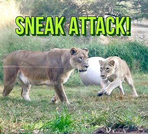 Watching the lion girls trade sneak attacks is one of the most entertaining things in the zoo! 🦁🦁🦁 | San Antonio Zoo