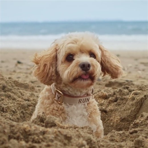 NexGard SPECTRA® for Dogs Parasite Protection - NexGard SPECTRA 1st Colin gets up to all sorts 15"