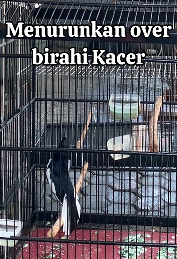 Mengatasi Burung Kacer Ever Birahi dengan Mudah