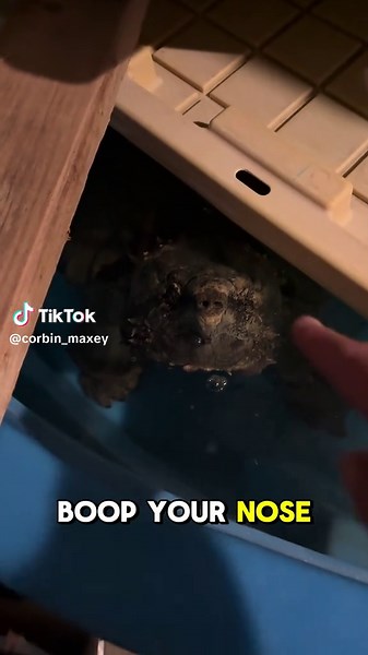 Touching My Snapping Turtle on the Nose