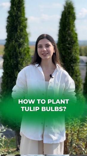 Tulips are real spring beauties!🌷 They are best planted from September to December, as they will lag behind in growth if planted in spring. Before planting, you should carefully check all planting material or trust our online store Dutch-Bulbs.com and we will do it for you. We send bulbs directly from growers and provide a guarantee of blooming. 📏 How to calculate the correct depth of the planting hole? It depends on the size of the bulb. The approximate depth of the planting hole should be eq