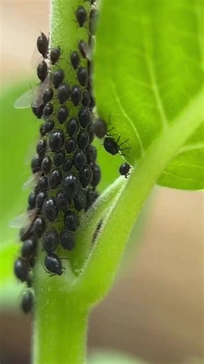 3.7K views · 20 reactions | Contrôle Naturel des Parasites : Utiliser du Piment Rouge pour Repousser les Pucerons et les Escargots | Ma passion du jardinage et du bricolage | Facebook