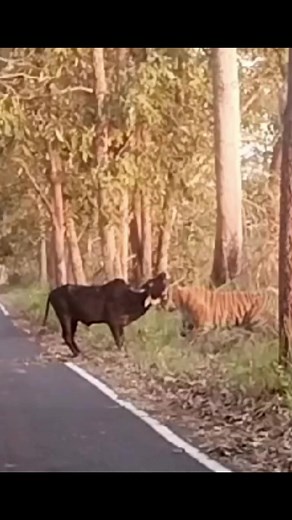 Amazing Tiger Hunting Footage | Wildlife in Action!