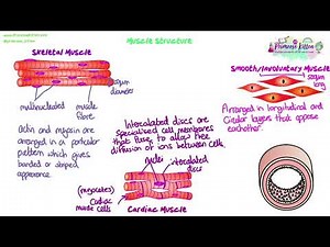Muscle structure | Revision for Biology A-Level