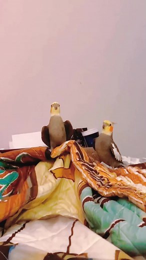 Singing Parrot | Bird Songs and Chirping Compilation