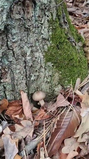 Honey fungus in the oak forest #mushroom #fungi #nature #wildlife