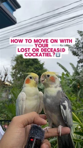 I’m sorry for your loss 💛. You never truly forget a cockatiel who passèd, but you can heal by⬇️ #petcare #cockatieltips #cockatiellover #healthtips | Esperedion Rada